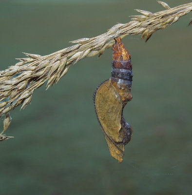 Gulf Fritillary Chrysalis 