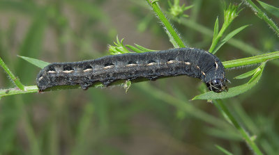 Yellow-striped Armyworm Moth Caterpillar (9669)