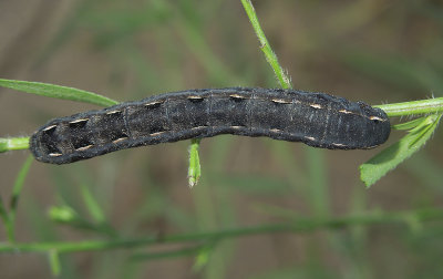 Yellow-striped Armyworm Moth Caterpillar  (9669) 