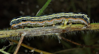 Yellow-striped Armyworm Moth Caterpillar  (9669)