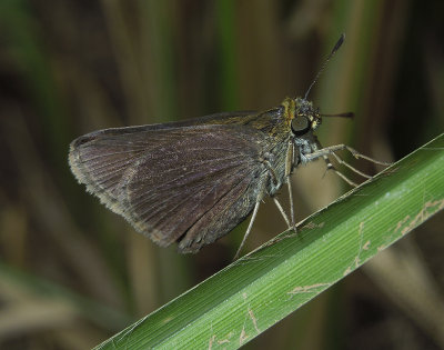 Dun Skipper 