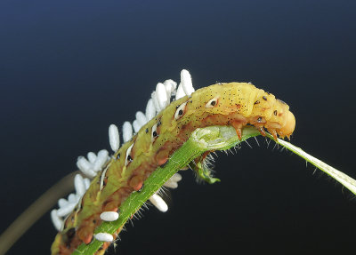 4th Instar (Yellow-pink form)