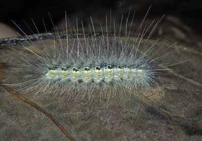Fall Webworm Moth Caterpillar (8140) Northern Race