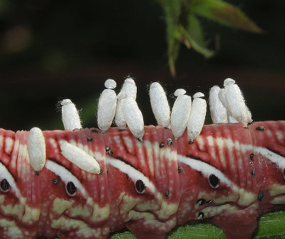Braconid Wasp Parasitoids on Banded Sphinx Caterpillar