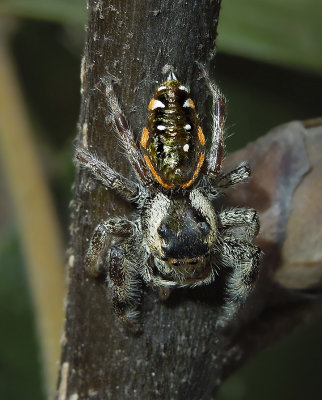 Golden Jumping Spider