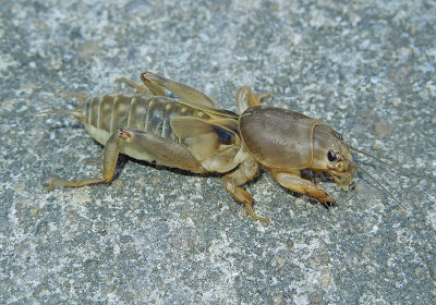 Tawny Mole Cricket Nymph