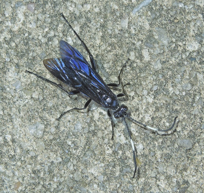 Coelichneumon sp.