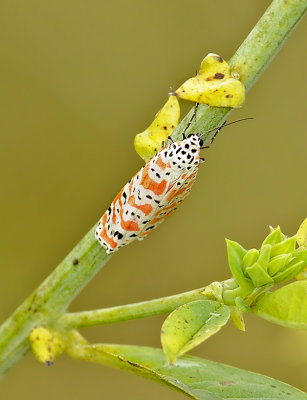 Ornate Bella Moth (8105)