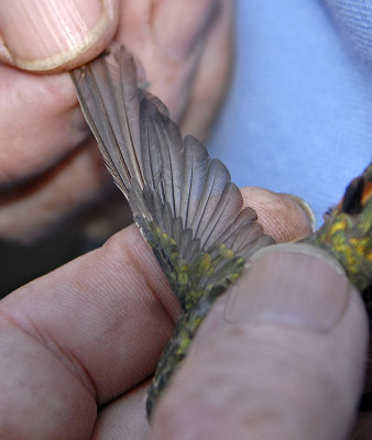 P-06046 - Primary Flight Feather Molting Pattern