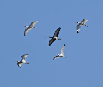 4 Adults and 1 Juvenile