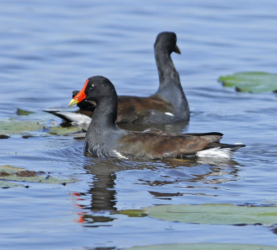 Breeding Adult