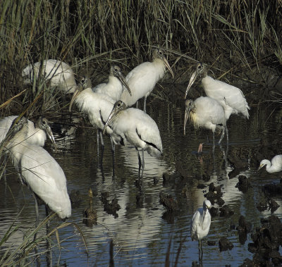 Wood Storks 