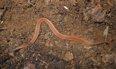 Northern Red-bellied Snake