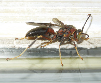 Paper Wasp 
