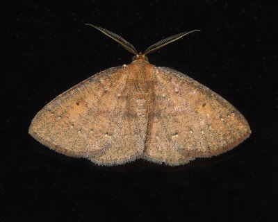 Black-dotted Ruddy Moth (6711)