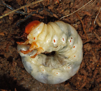 Stag Beetle Larva (White Grub)