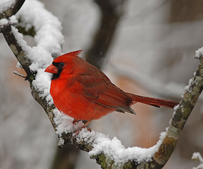 Wintertime Scenes and Backyard Bird Videos