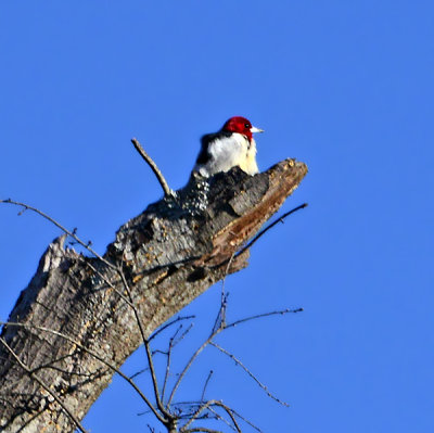 Eufaula National Wildlife Refuge - Christmas Bird Count, 12/18/13