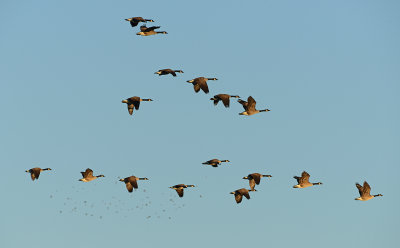 Canada Goose Formation Near Sundown