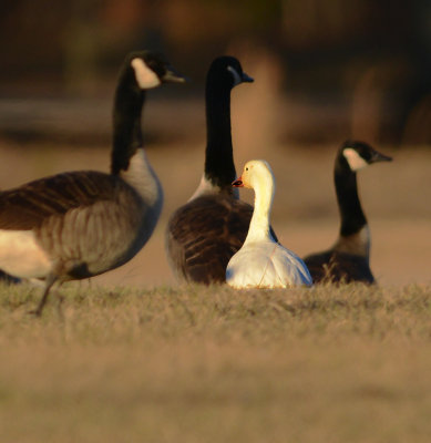 Canada Geese and Snow Goose 