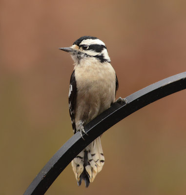 Downy Woodpecker (Female)