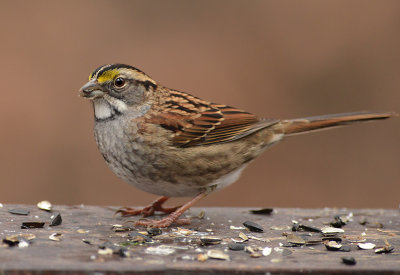 White-throated Sparrow 