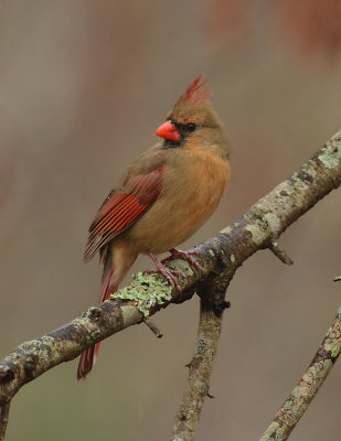 Northern Cardinal (Female) 