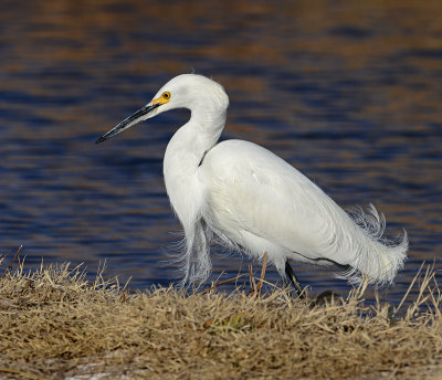 Snowy Egret 