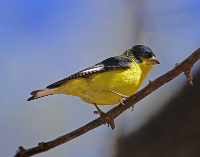 Lesser Goldfinch (Male)(Texas Population)