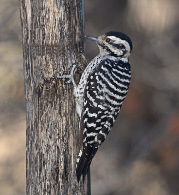 Ladder-backed Woodpecker 