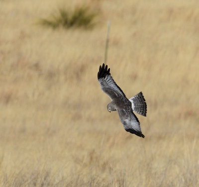 Adult Male