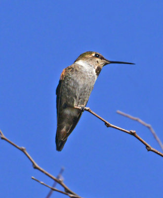 Rufous Hummingbird (Adult Female)
