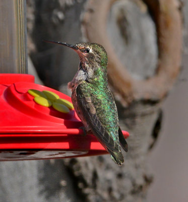 Annas Hummingbird (Adult Female)