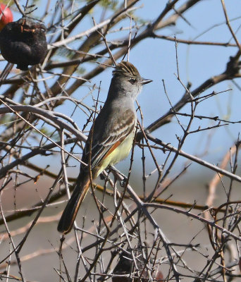 Ash-throated Flycatcher 