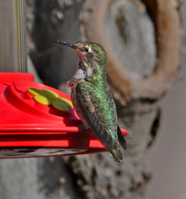 Annas Hummingbird (Female)