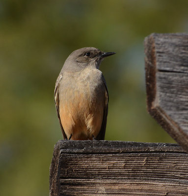 Say's Phoebe 