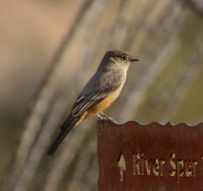 Say's Phoebe 