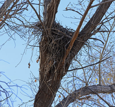 Common Black Hawk's Nest