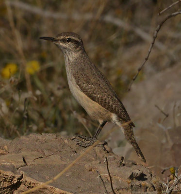 Rock Wren