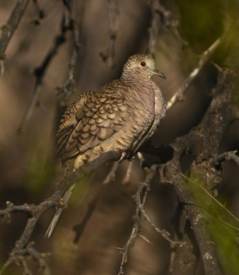 Inca Dove