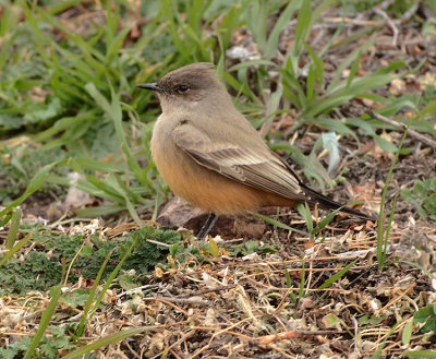 Say's Phoebe 