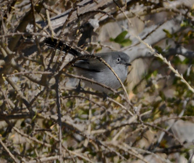 Black-tailed Gnatcatcher