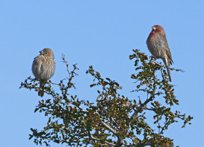 Cassin's Finches