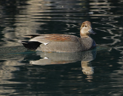 Gadwall (Male)