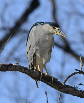 Black-crowned Night Heron 