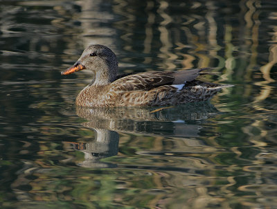 Gadwall (Female)