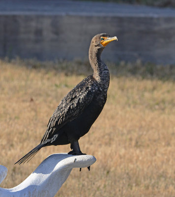 Double-crested Cormorant