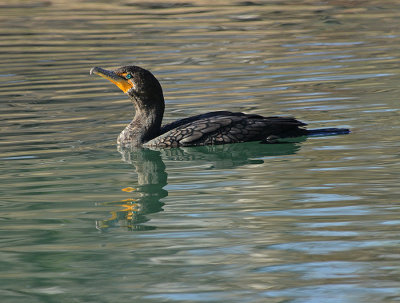 Double-crested Cormorant 