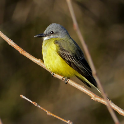 Couch's Kingbird