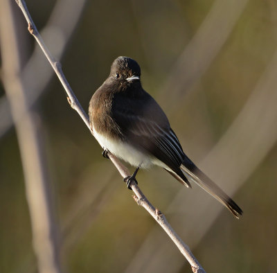 Black Phoebe 